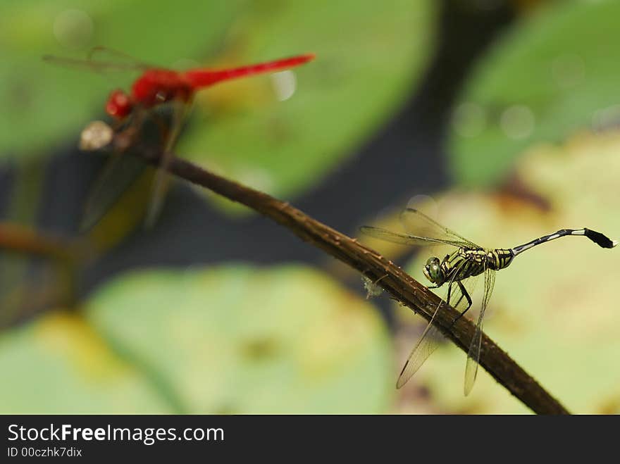 Two dragonflies sitting on the stick. Two dragonflies sitting on the stick