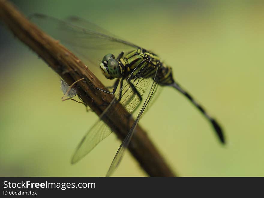 Dragonfly resting in the pond. Dragonfly resting in the pond