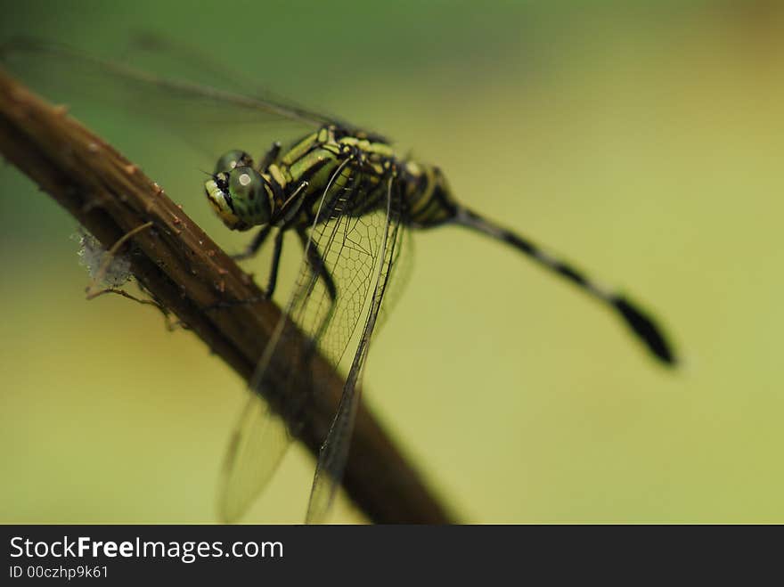 Dragonfly resting in the pond. Dragonfly resting in the pond