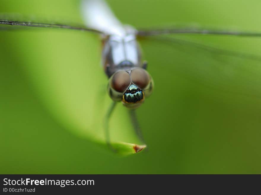 Dragonfly resting in the pond. Dragonfly resting in the pond