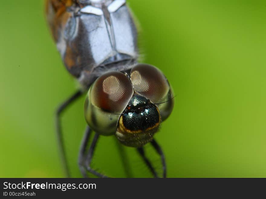 Dragonfly resting in the pond. Dragonfly resting in the pond