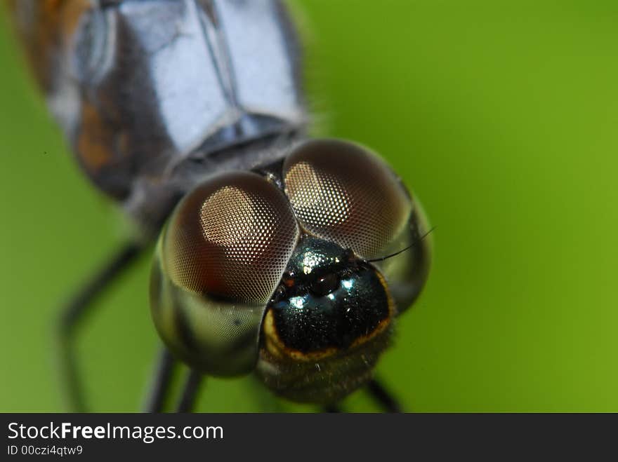 Dragonfly resting in the pond. Dragonfly resting in the pond