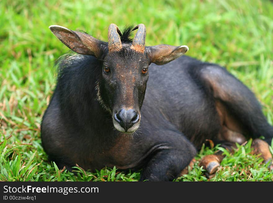 The wild goat (Capra aegagrus) is a common type of goat species, with a distribution ranging from Europe and Asia Minor to central Asia and the Middle East.