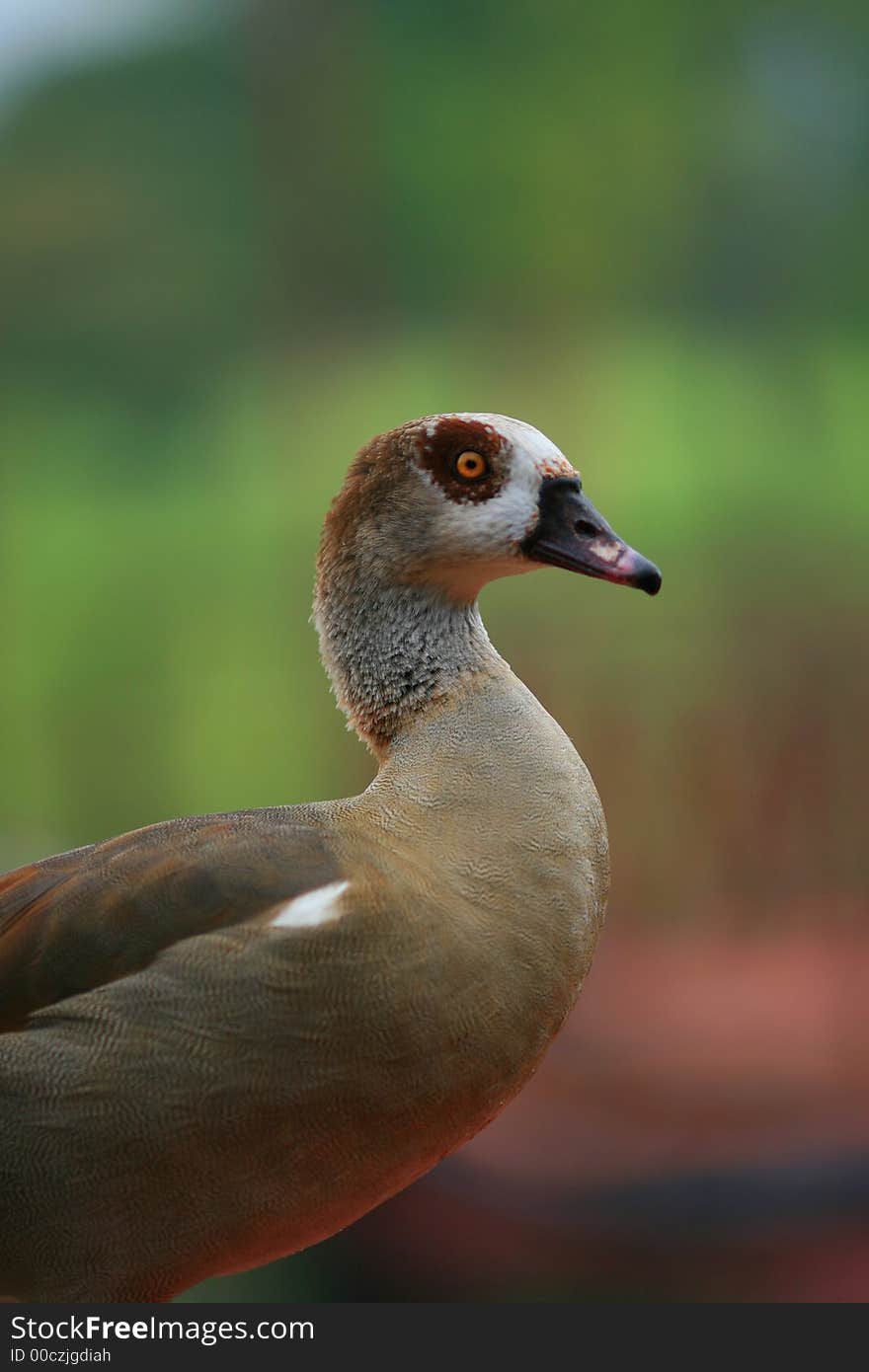 Duck Close-up