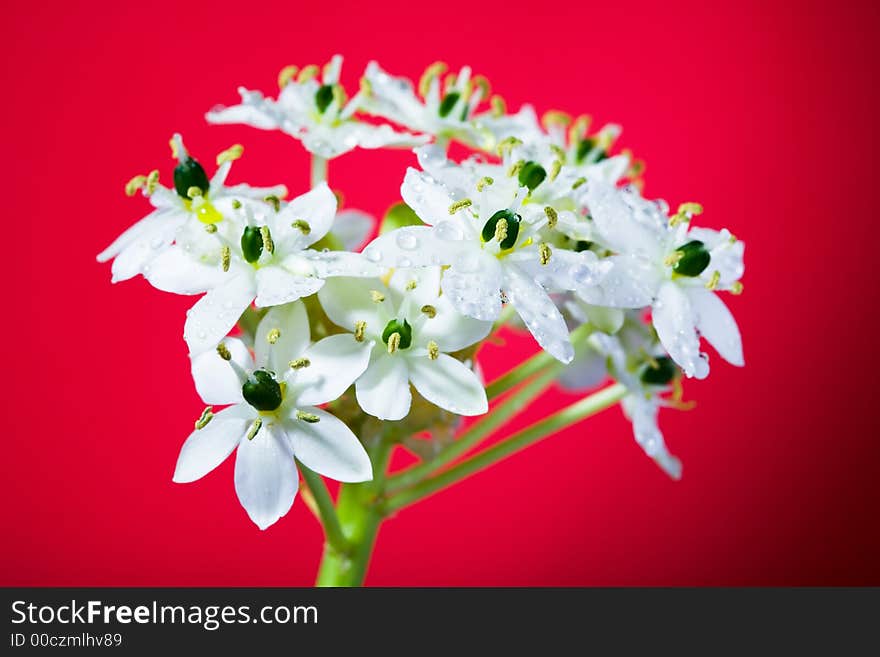 Beautiful white flower on red background