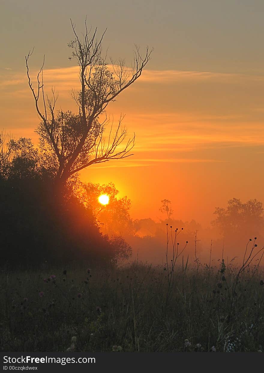 Orange Sunrise in the Woods