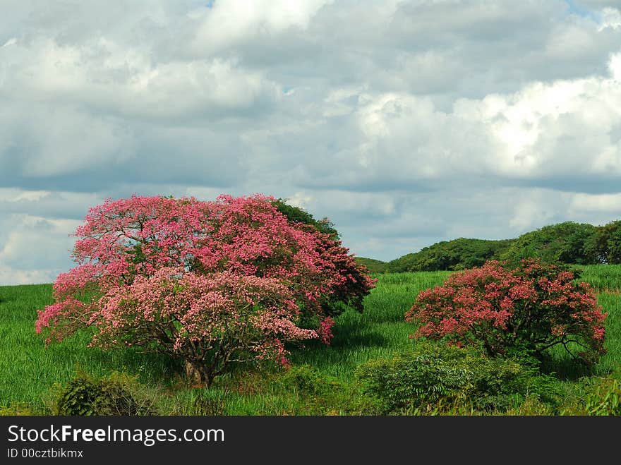 Tree With Pink Flowers