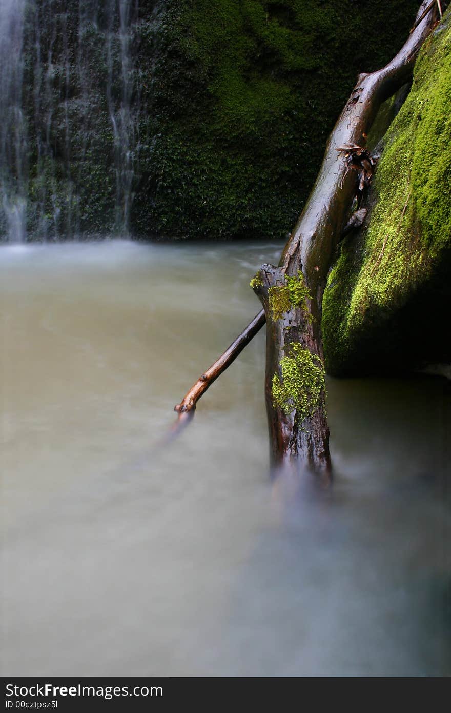 Branch In The River