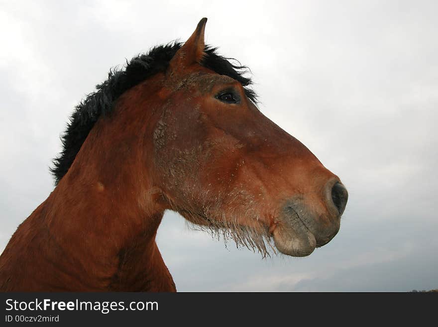 Working horse portrait on the grey sky