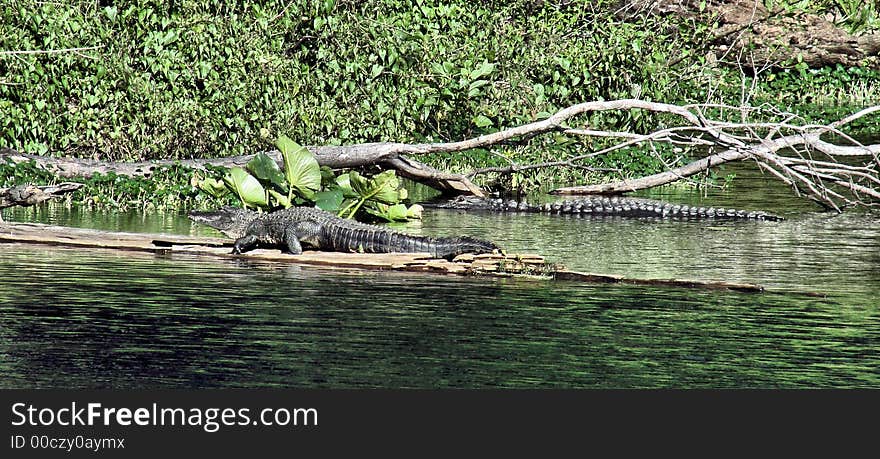 This is two alligators,taken at the alifia river in thononosasa,florida