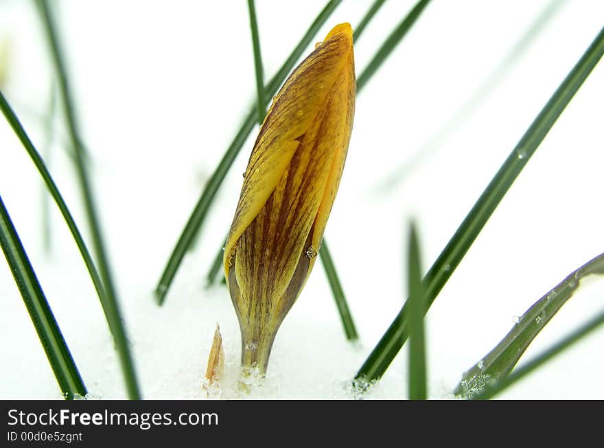 Close up of yellow flower in snow