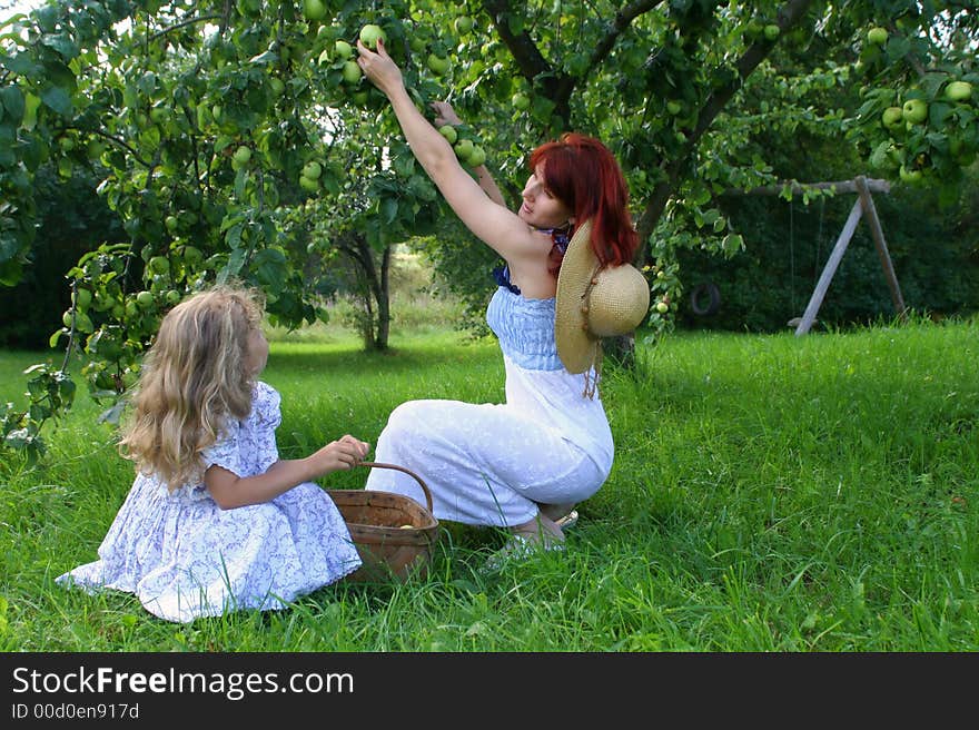 Autumn Apple Picking in farm in Estonia