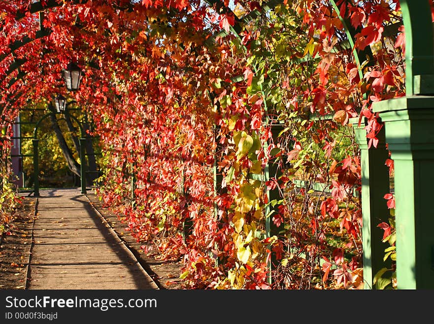 Beautiful autumn lianes arch with lanterns. Beautiful autumn lianes arch with lanterns