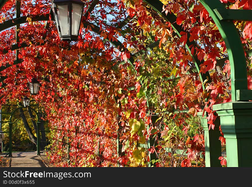 Lantern In Autumn Leaves