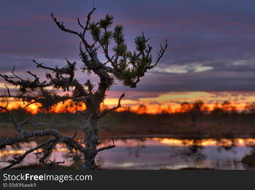 Sunset On A Bog