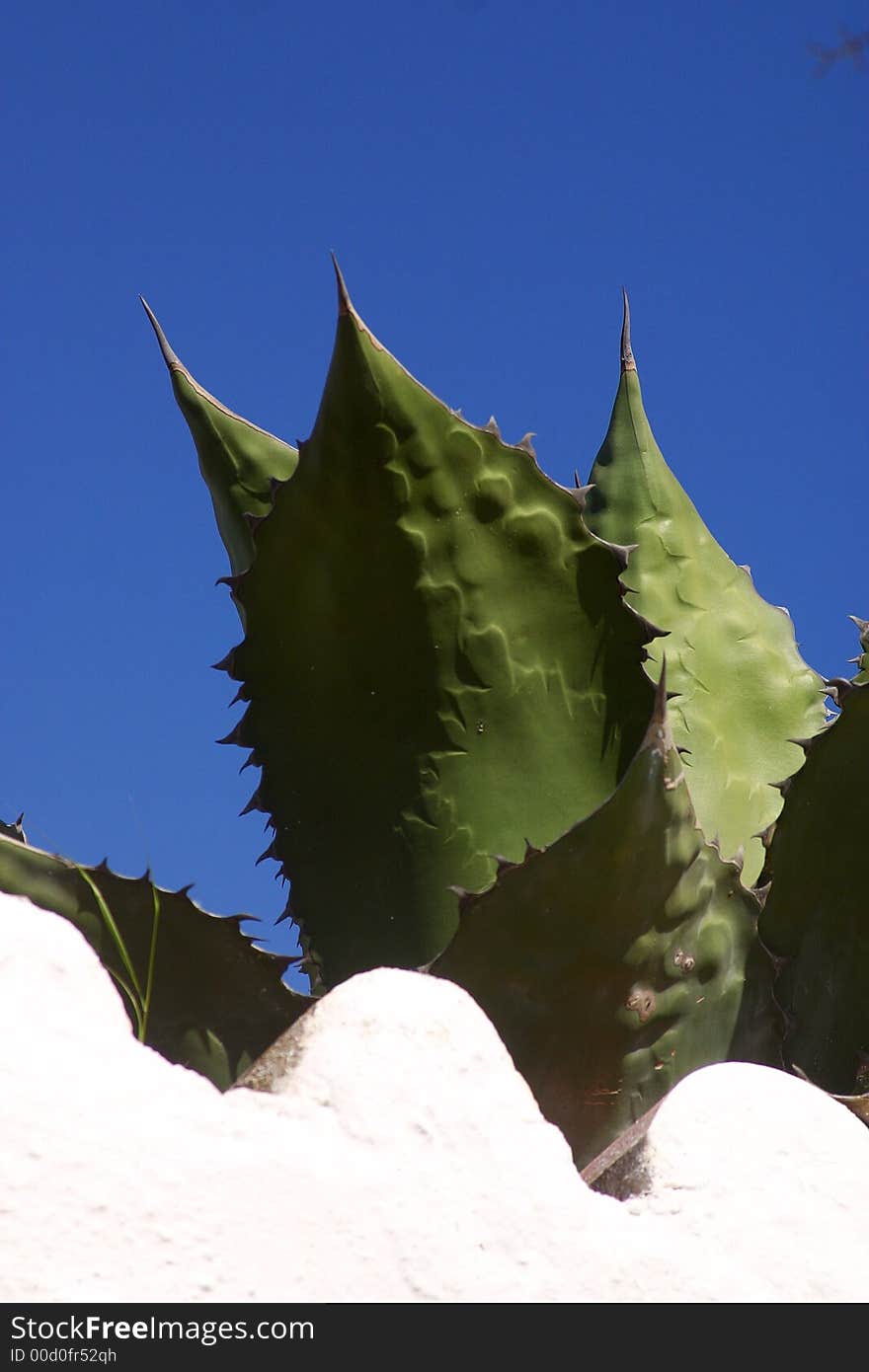 Detail of a cactus on a roof at the coast