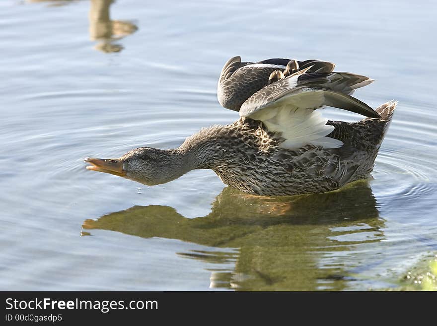 This mallard has just cleaned itself. This mallard has just cleaned itself