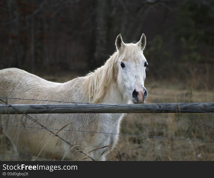 White Horse