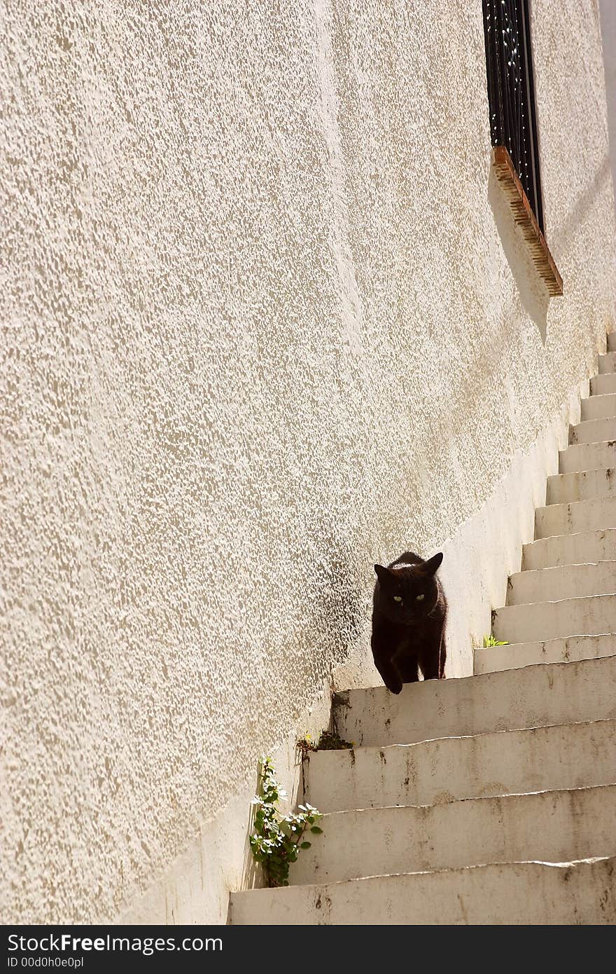 Black cat coming down white stairs