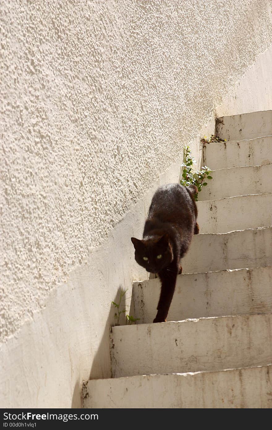 Black cat coming down white stairs. Black cat coming down white stairs