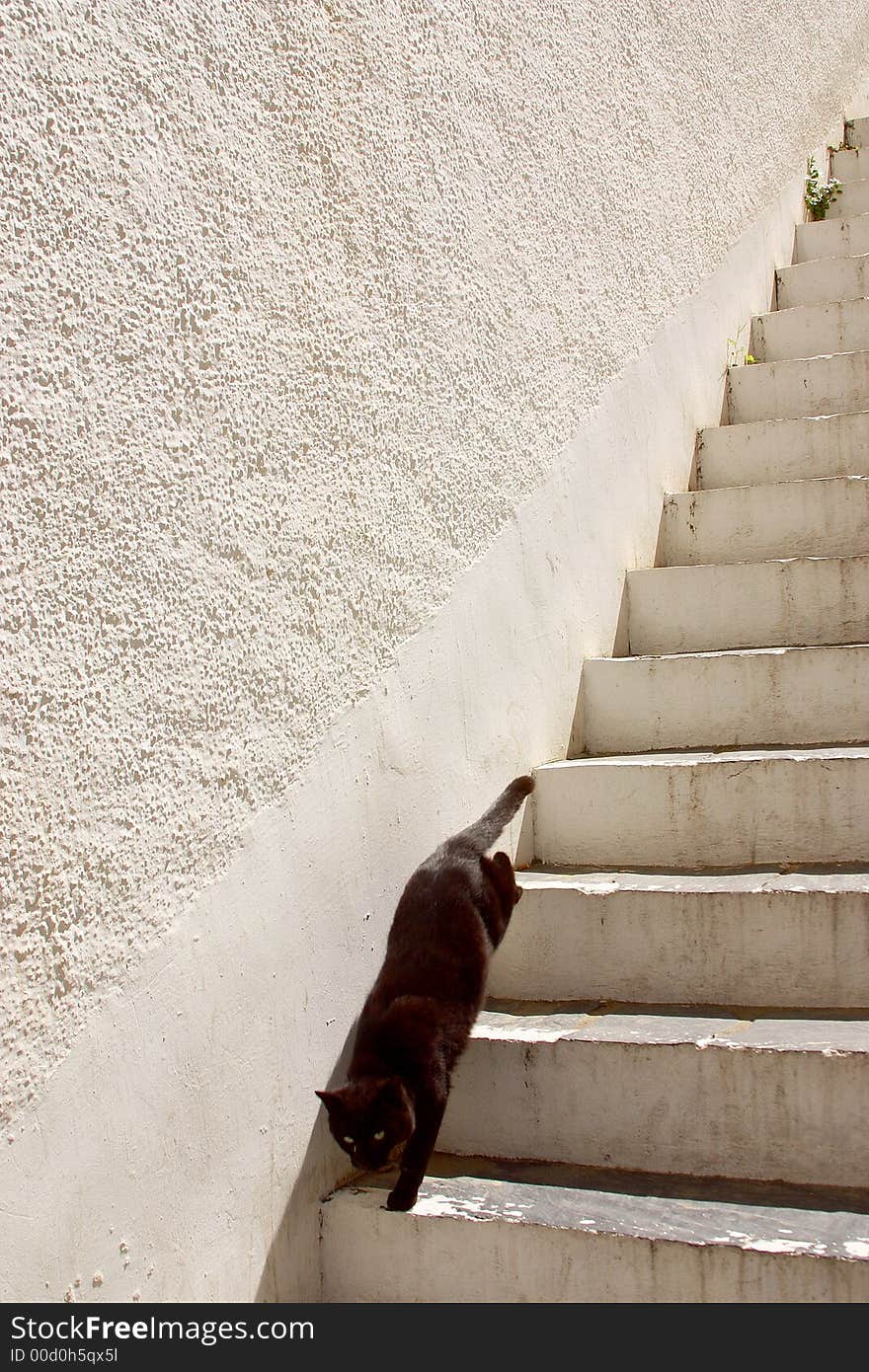 Black cat coming down white stairs. Black cat coming down white stairs