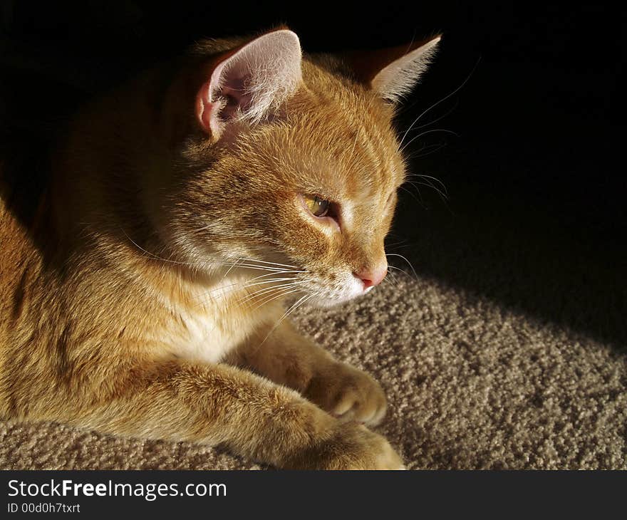 Orange cat bathes in sunlight