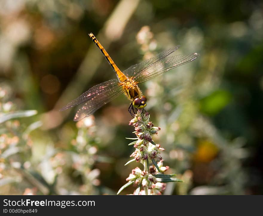 Dragon-fly on rest in a hot day