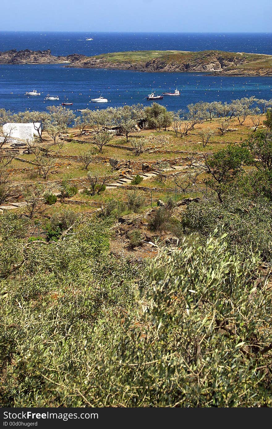 Plantaion of olivetrees in the bay of the town of Cadaques, Catalonia, Spain, Europe