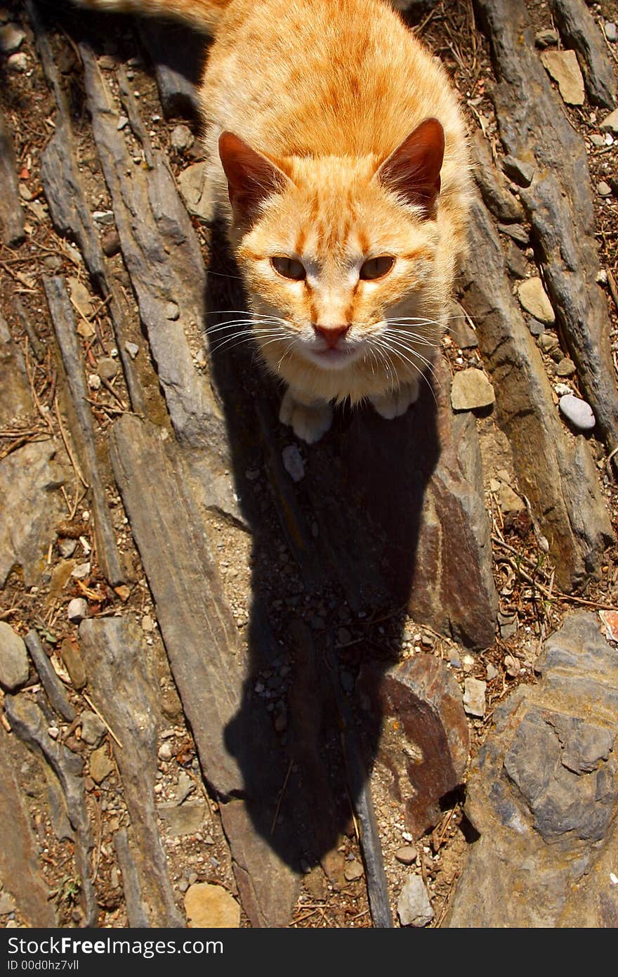 Yellow cat enjoying the sun. Yellow cat enjoying the sun