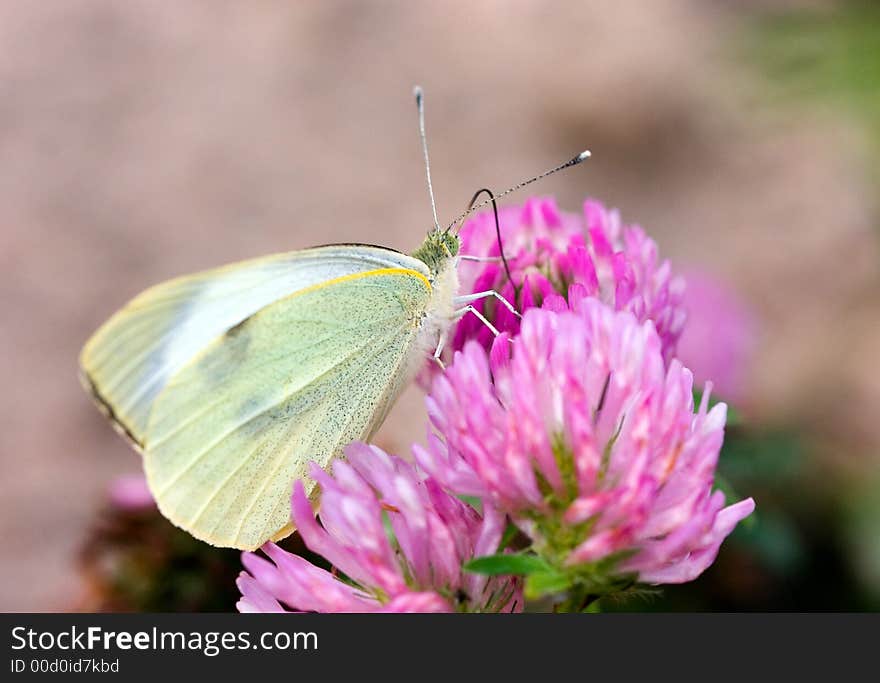 The butterfly on clover in summer day