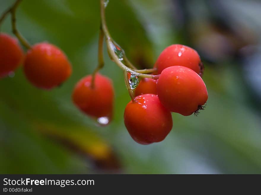 Mountain ash close up after a rain. Mountain ash close up after a rain