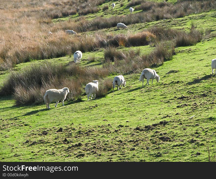 A flock of local breed sheep grazing, unattended, on the side of hill in Wales. A flock of local breed sheep grazing, unattended, on the side of hill in Wales.