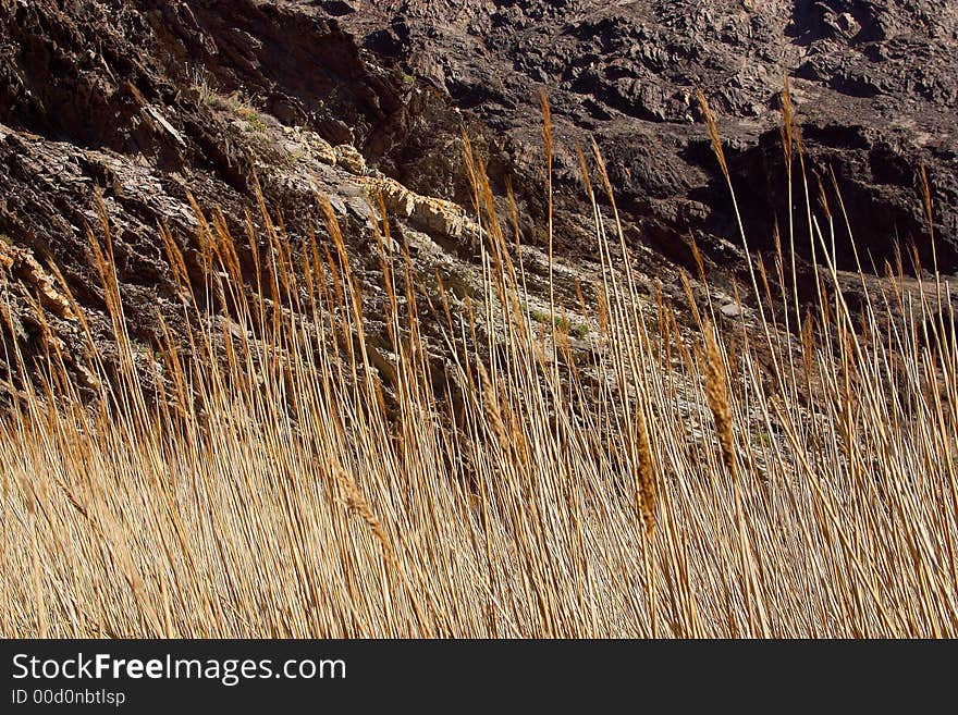 Grass by the cliffs of  Cap de Creus, Catalonia, Spain, Europe