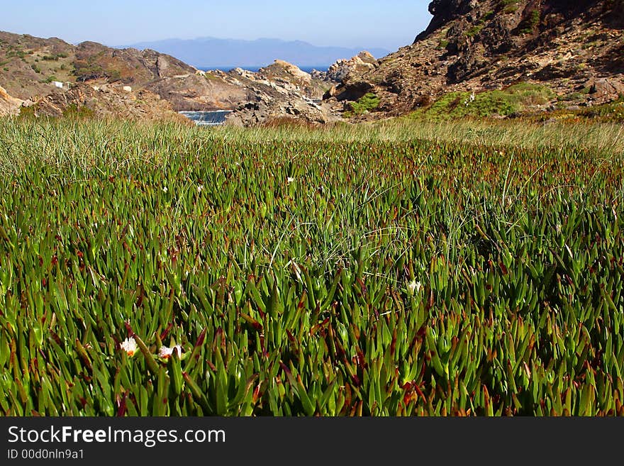 Vegetation by  Cap de Creus, Catalonia, Spain, Europe. Vegetation by  Cap de Creus, Catalonia, Spain, Europe