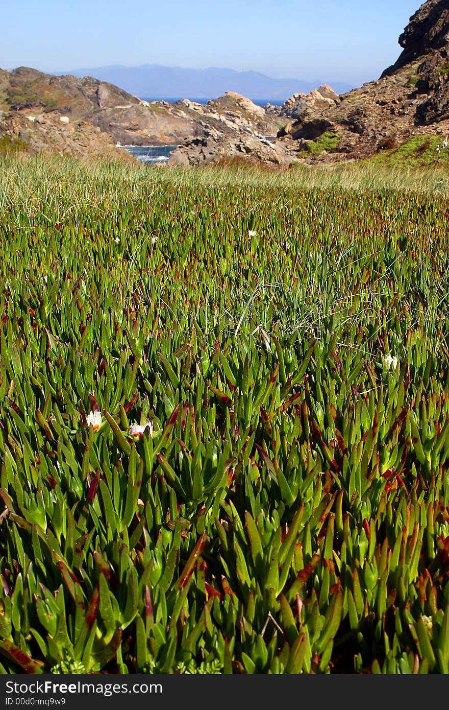 Vegetation by  Cap de Creus, Catalonia, Spain, Europe. Vegetation by  Cap de Creus, Catalonia, Spain, Europe