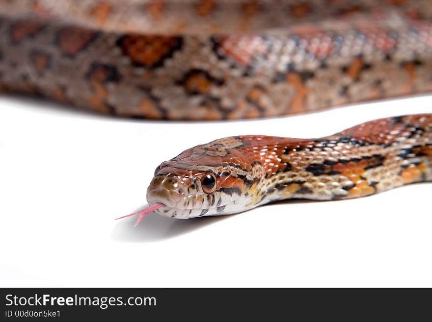 Maize snake ( Elaphe guttata )  Variety red albino. Maize snake ( Elaphe guttata )  Variety red albino