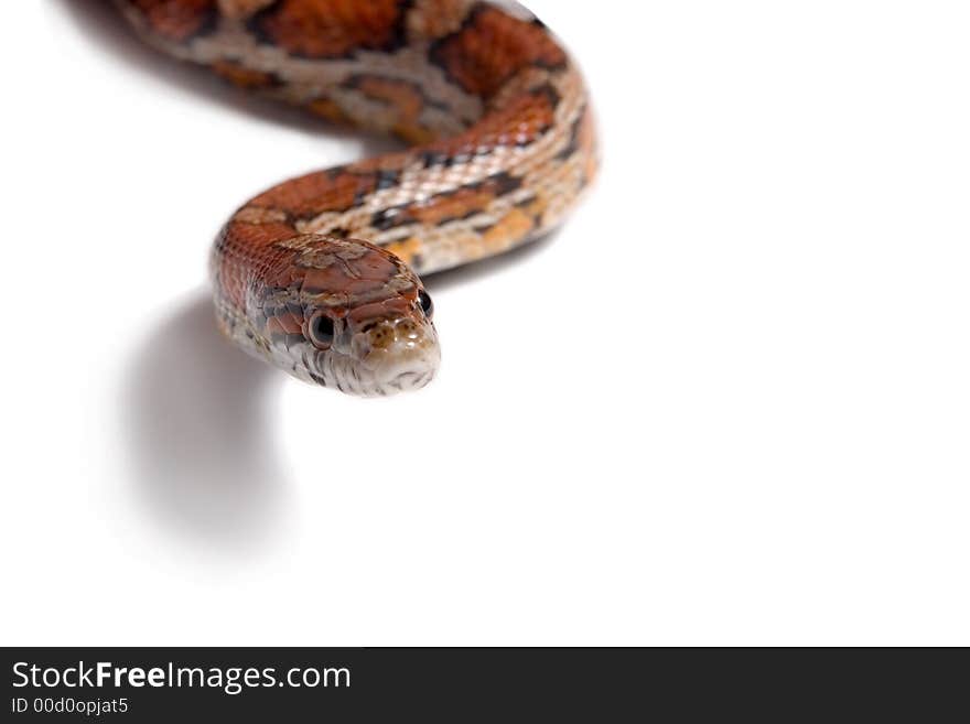 Maize snake ( Elaphe guttata )  Variety red albino. Maize snake ( Elaphe guttata )  Variety red albino