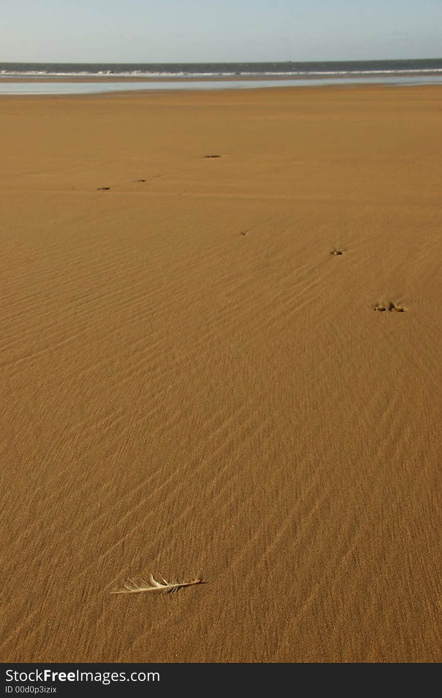 Feather In The Sand