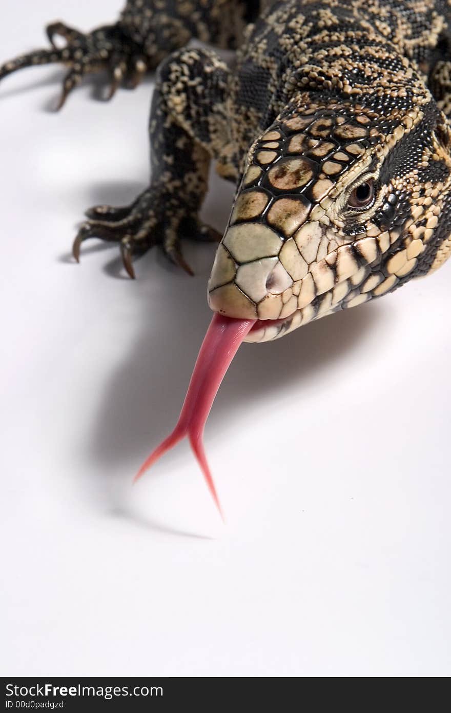 Lagarto Overo, on a white background. ( Tupinambis Teguixin ). Lagarto Overo, on a white background. ( Tupinambis Teguixin )