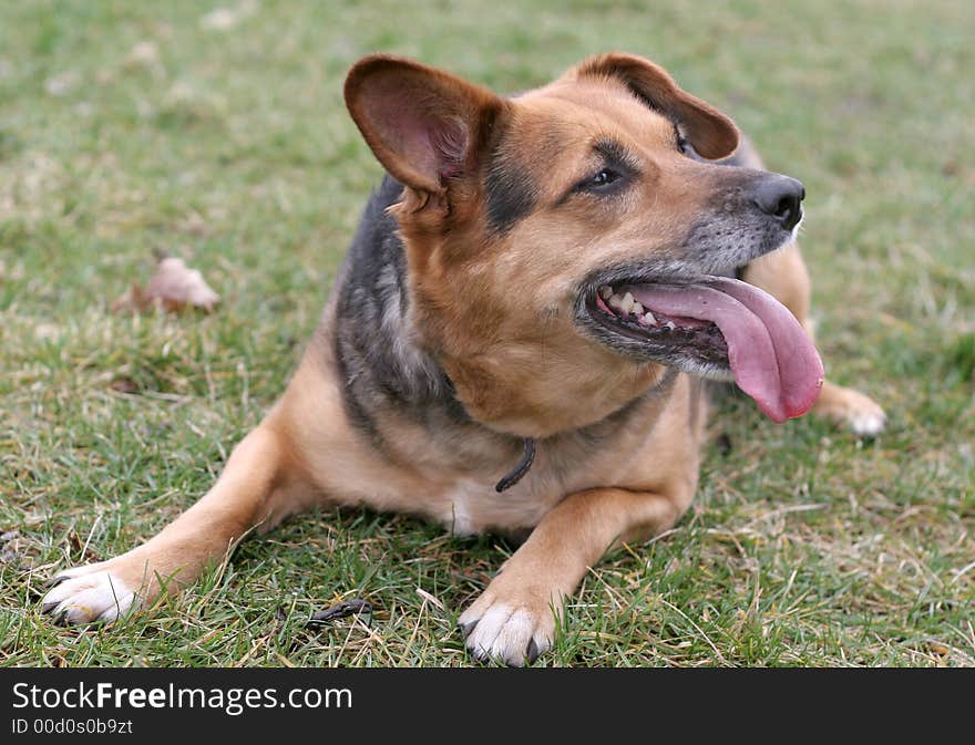 Dog with tongue is laying on the grass wth tongue