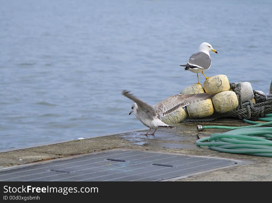 Two seagulls in different positions in a harbor. Two seagulls in different positions in a harbor.