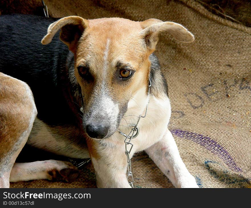 My loveable pet Moti resting under shelter. My loveable pet Moti resting under shelter