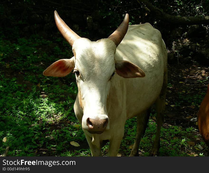 Cow