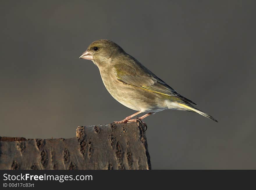 Photo of bird in nature. Photo of bird in nature.