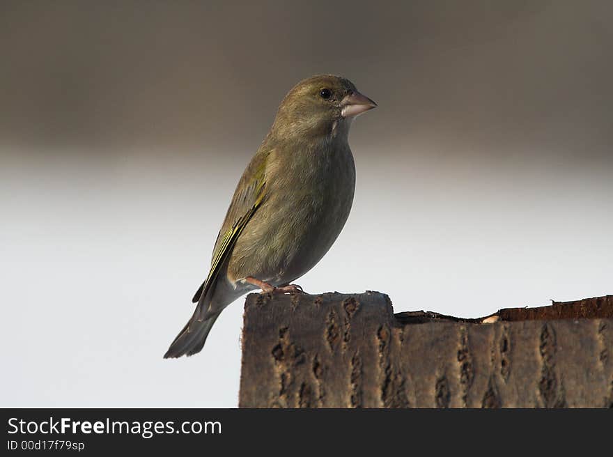 Wildlife photo of bird in nature. Wildlife photo of bird in nature.