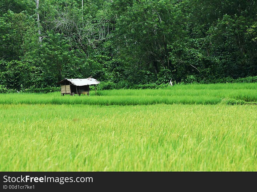 A little shed in the middle of a rice paddy in indonesia