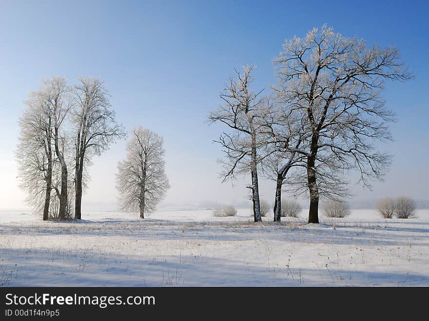 Trees are covered a hoarfrost in a sun cold day. Trees are covered a hoarfrost in a sun cold day