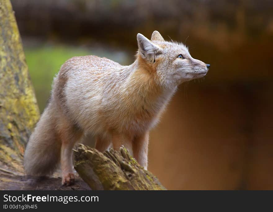 Portrait of a beautiful corsac fox