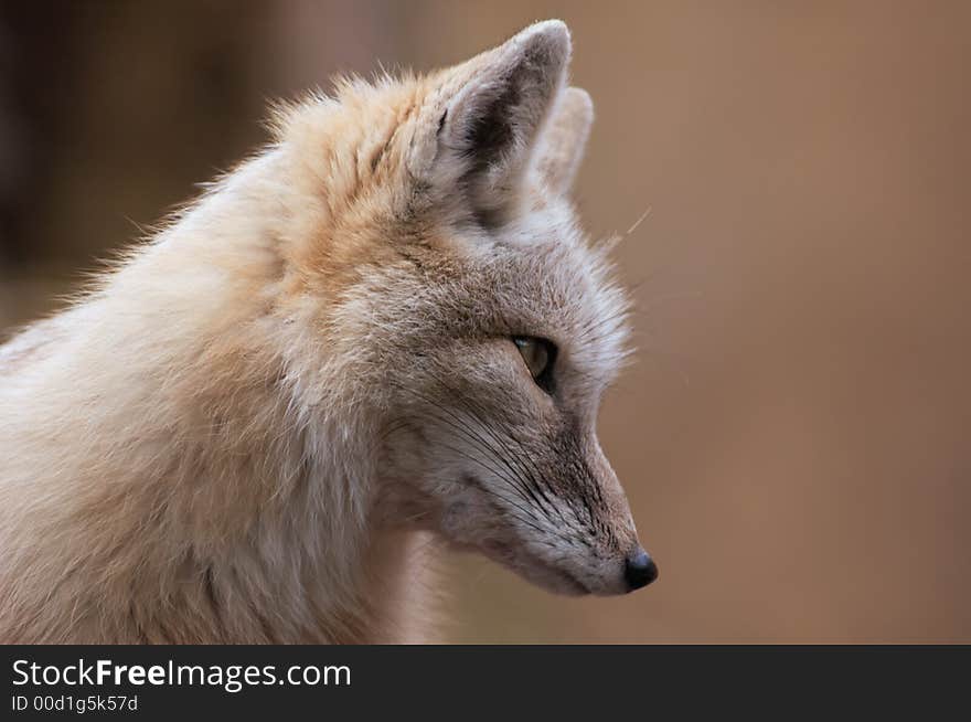 Portrait of a beautiful corsac fox