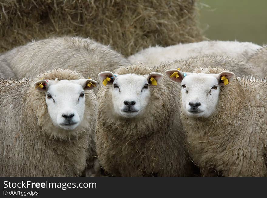 Curious looking sheep